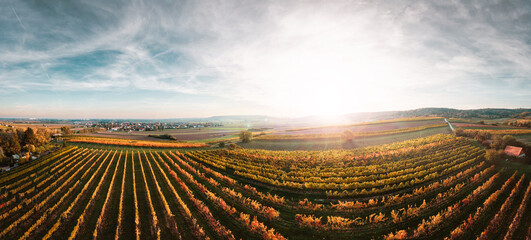 Wall Mural - Colorful vineyards fields in the Austrian Weinviertel region during autumn