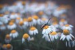 Closeup shot of an insect in a chamomile field