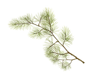 watercolor illustration, pine branch, spruce branch and needles. hand drawing for design, packaging 