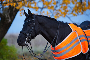 Wall Mural -  portrait of beautiful black dressage stallion  dressed in training protection cover  posing at evening. autumn season