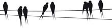 Swallows On Electric Wires. Black Birds Sitting Silhouettes