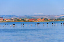 Flock Of Great Cormorants (Phalacrocorax Carbo) Perched On A Wooden Poles At Pomorie Salt Lake In Bulgaria