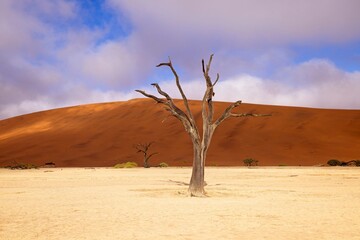 Wall Mural - Dead Camelthorn Trees against red dunes and blue sky in Deadvlei, Sossusvlei. Namib-Naukluft National Park, Namibia, Africa