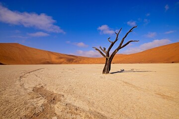 Wall Mural - Dead Camelthorn Trees against red dunes and blue sky in Deadvlei, Sossusvlei. Namib-Naukluft National Park, Namibia, Africa