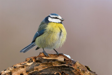 Poster - Beautiful blue tit (Cyanistes caeruleus)