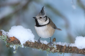 Canvas Print - European crested tit