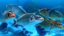 Close-up Of Fish Swimming In Aquarium