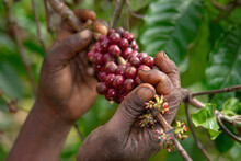 Harvesting Of The Arabica Coffee Berry In The Plantations Of The Western Ghats Of Kerala. India