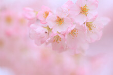 Close-up Of Pink Cherry Blossom