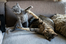 Cute Russian Blue Tomcat Kitten And Savannah Cat Fighting
