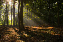 Trees In Forest During Autumn With Sunrays