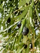 Closeup of black olives hanging on the olive tree