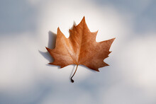 Autumn Maple Leaf On White Background