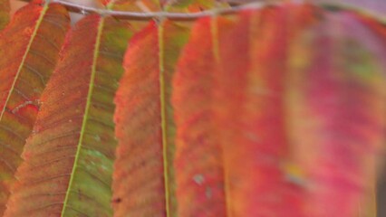 Wall Mural - closeup of the colorful red, green, orange and yellow leaves or foliage on a sumac tree in autumn sw