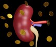 Human kidney and gold coins. selling organ donor 3d rendering