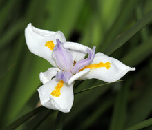 Wild Iris (Dietes Grandiflora) Flower On A Plant In A Garden