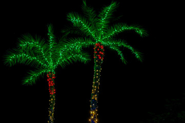 Palm trees decorated with Christmas lights