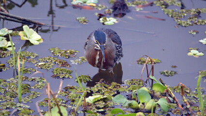 Wall Mural - Striated heron (Butorides striatus) foraging in a pond in the La Segua wetland near Chone, Ecuador