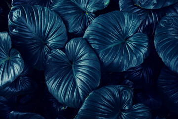 Fotobehang - closeup nature view of green leaf and palms background. Flat lay, dark nature concept, tropical leaf