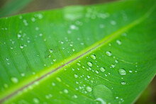 Banana Leaf With Water Drops Texture