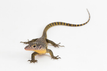 Wall Mural - The mangrove monitor or Western Pacific monitor lizard (Varanus indicus) isolated on white background
