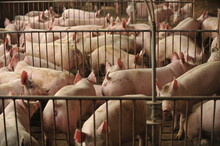 Pigs On A Farm 