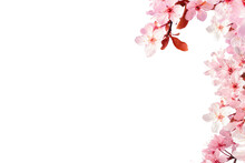 Botany Decoration Pink Cherry Blossom On White Background PNG Form 