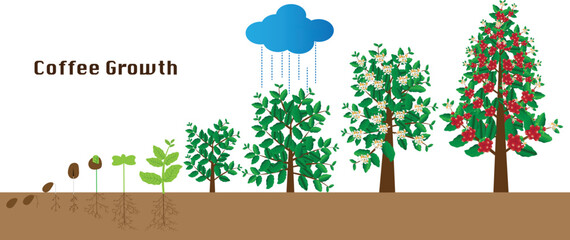 Art &Life cycle of a coffee tree. vector stock illustration,coffee growth Illustration