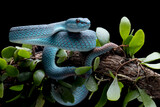 Fototapeta Zwierzęta - Blue viper snake closeup face, head of viper snake