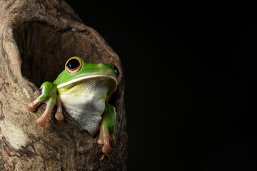 Wall Mural - White-lipped tree frog (Litoria infrafrenata) on wood