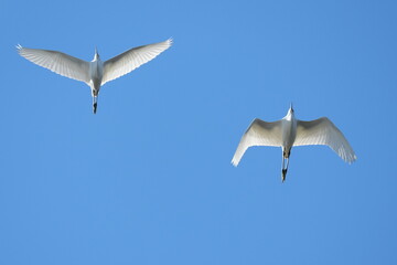 Wall Mural - egret in flight