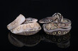© David McGowen - Black Head Mojave Ball Python, photographed on a black reflective surface