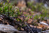 Fototapeta Tęcza - Wild growing baby blueberries. Young blueberries on the branch in the forest.