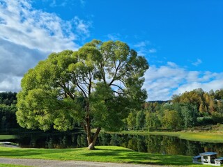 mighty green blooming tree in front of clean reflective pond