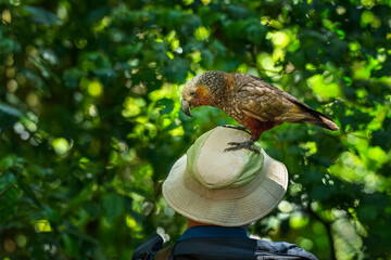 A cheeky New Zealand Kaka standing on a tourist’s hat. Kapiti Island. New Zealand.