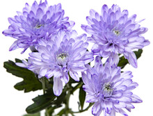 Blue Chrysanthemums On A White Background