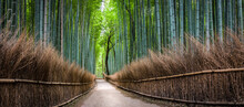 Bamboo Forest Panorama, Arashiyama, Kyoto, Japan