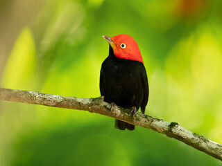 Wall Mural - Red-capped manakin (Ceratopipra mentalis) is a species of bird in the family Pipridae.