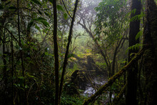 Beautiful Rain Forest At Ang Ka Nature Trail In Doi Inthanon National Park, Thailand