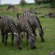 Three zebras grazing in the green meadow