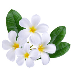 Plumeria, frangipani flowers isolated on transpararent background. ..