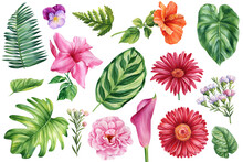 Set Of Tropical Plants And Flowers On A White Background, Watercolor Drawing, Palm Leaves, Rose, Hibiscus, Pansy, Fern
