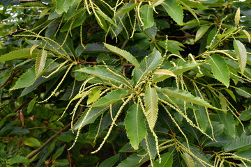 Poster - Chestnut flowers (Castanea sativa) on a tree