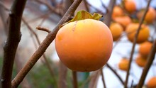 Persimmon Fruits On Trees In An Autumn Garden. Persimmon Fruit, Persimmon Tree With Persimmon Fruit