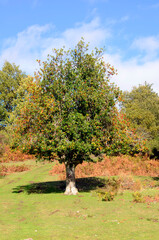 Poster - Image of a whole holly with fruit (Ilex aquifolium)