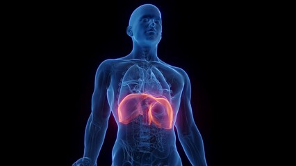 Wall Mural - 3d rendered medical animation of a breathing man's diaphragm