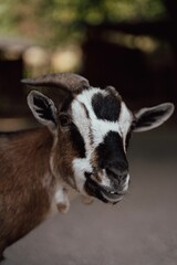 Canvas Print - Vertical shot of a domestic goat on blurred background