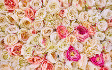 Wall Of White And Pink Rose Flowers.
