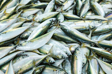 Wall Mural - Fresh fish, sardines and horse mackerel, freshly caught. Medium-sized sardines, super fresh. Fish fished by traditional omanian techniques. Oman.