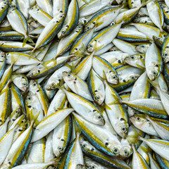 Wall Mural - Fresh fish, sardines and horse mackerel, freshly caught. Medium-sized sardines, super fresh. Fish fished by traditional omanian techniques. Oman.